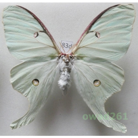 Actias luna (Linnaeus, 1758) female ex. ovo Canada 100mm83d